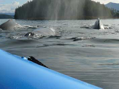 Whales up close to the boat on a Ketchikan Alaska Zodiac Tour