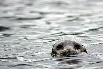 Sea Otter spotted on a Ketchikan Sea Kayaking Tour