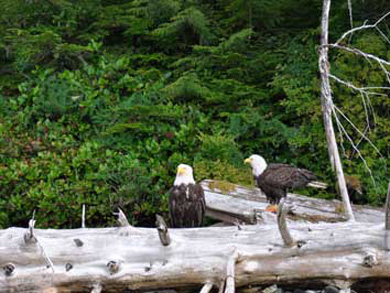 Bald Eagles spotted on a Tatoosh Islands Sea Kayaking Tour