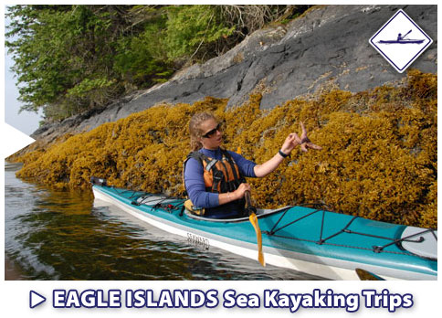 Eagle Islands, Ketchikan Alaska Sea Kayaking Tours